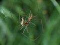 Tetragnatha sp.